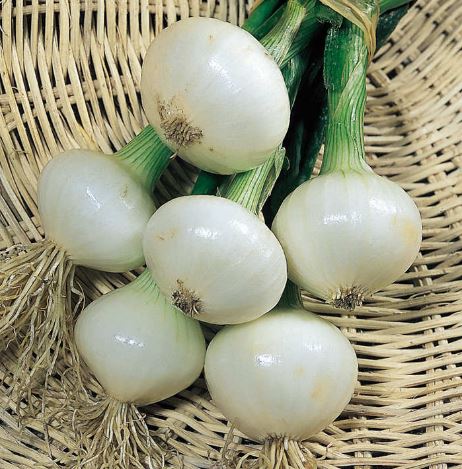 Onion &