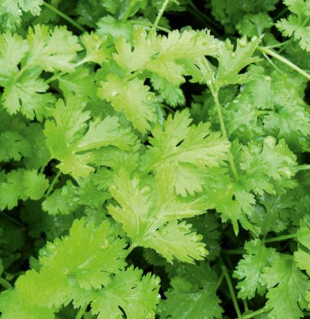 Coriander - Herb Seeds