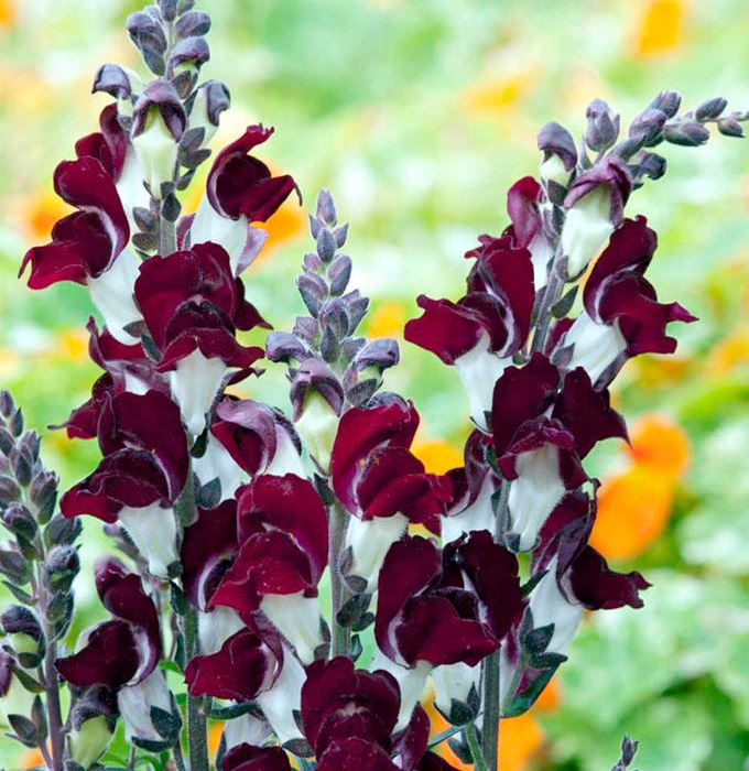 Antirrhinum &