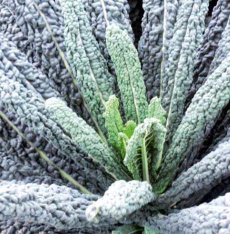 Kale &