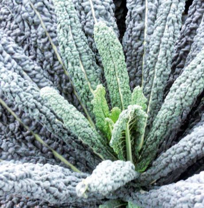 Kale &