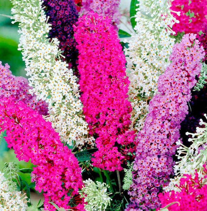 Buddleia &