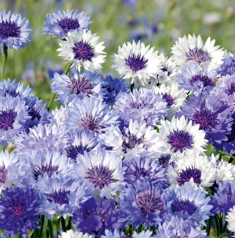 Cornflower &