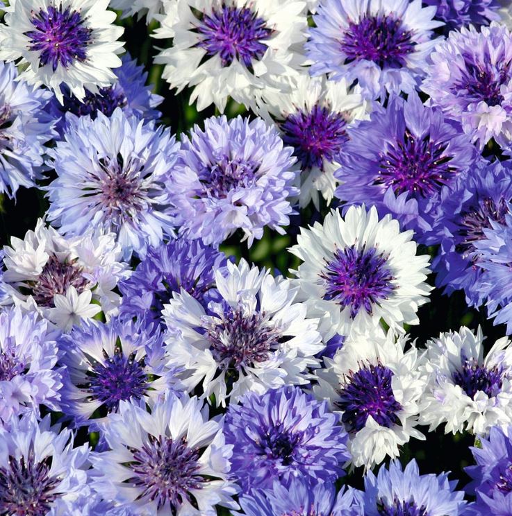 Cornflower &