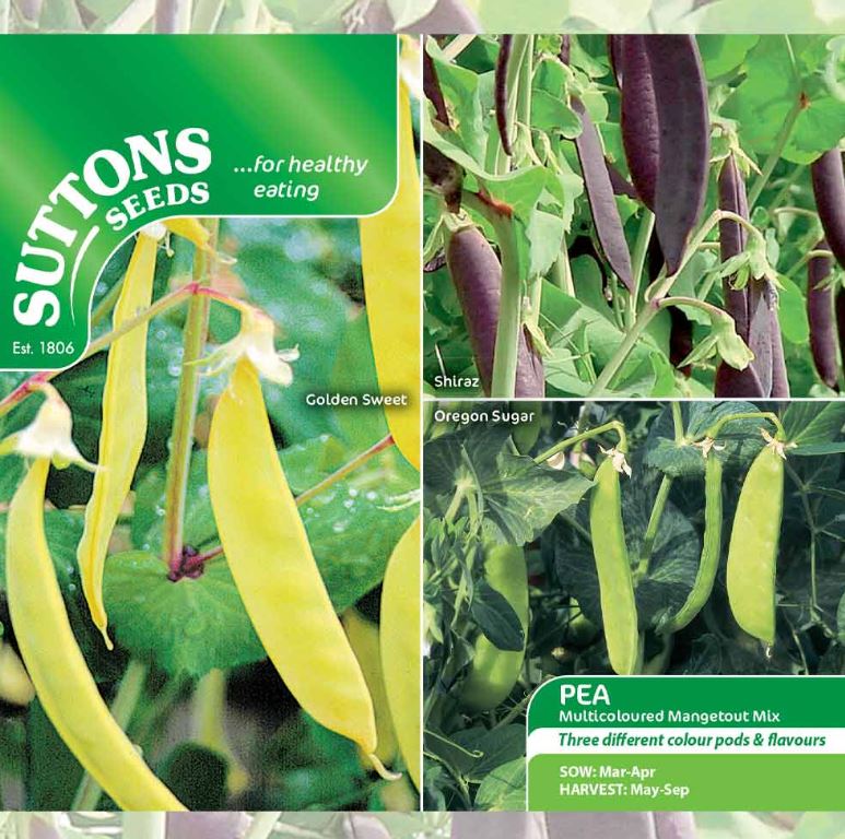 Pea Mangetout &