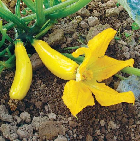 Courgette F1 &
