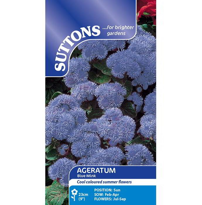 Ageratum &