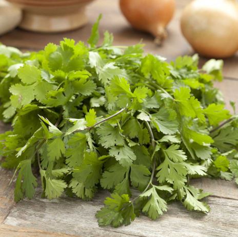 Coriander - Herb Seeds