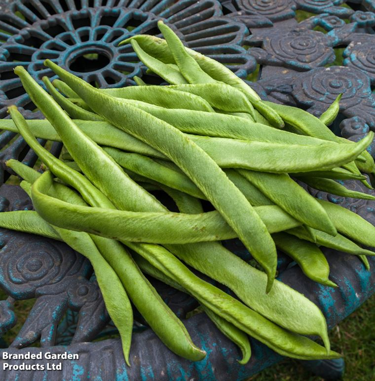 Runner Bean &