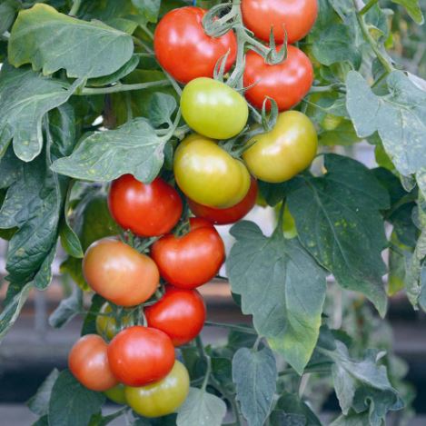 Tomato F1 &