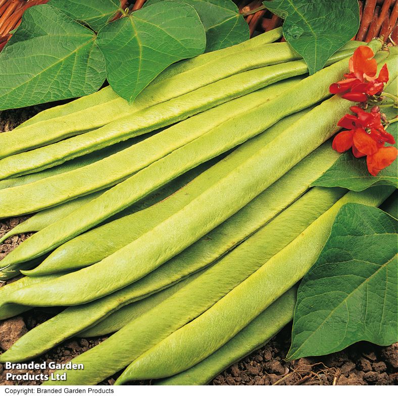 Runner Bean &