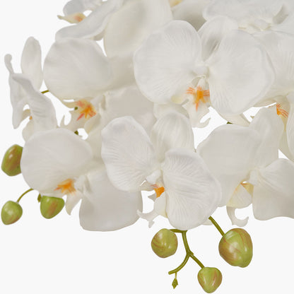 Medium White Orchid in Moss Pot