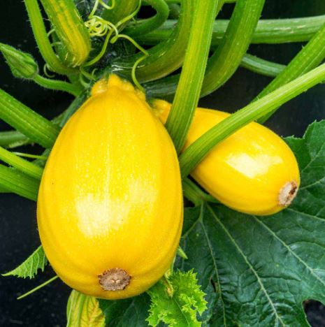 Courgette F1 &