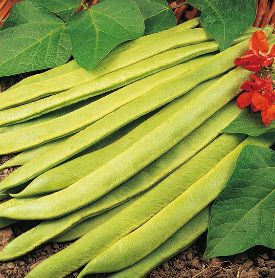 Runner Bean &