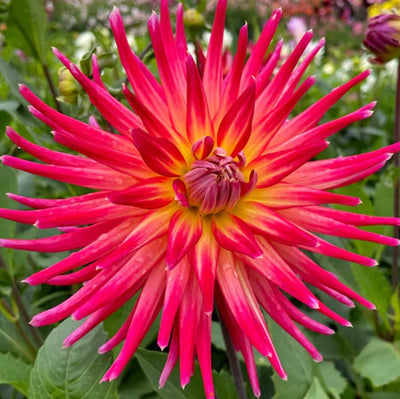 Summer Flowering Bulbs