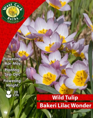 Tulip Species &