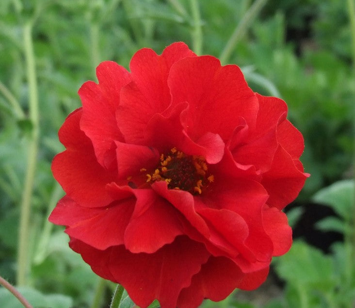 Geum Flore Plena Blazing Sunset Flower Seeds