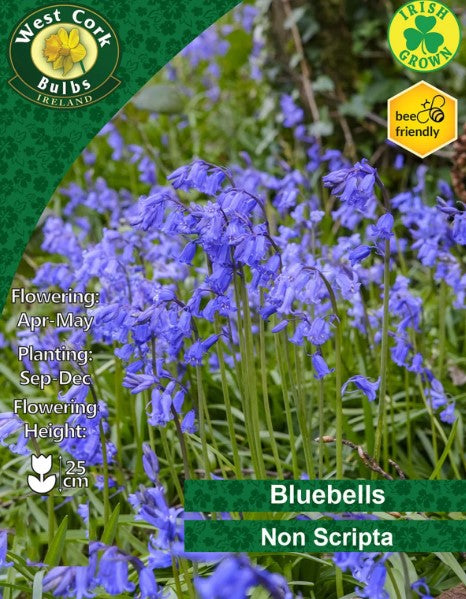 Irish Grown Bluebells Non Scripta - 20 Bulbs