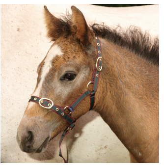 Equine Tack & Accessories