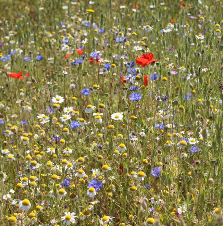 Wild Flowers Cornfield Annuals Mix Flower Seeds