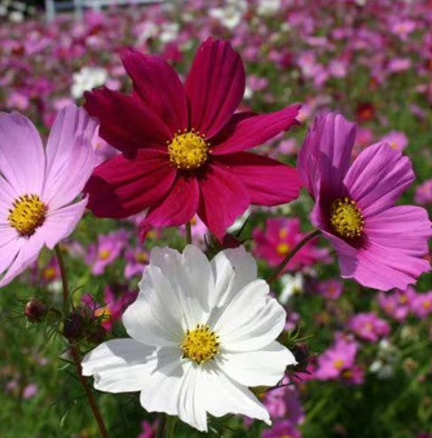 Cosmos Flower Seeds