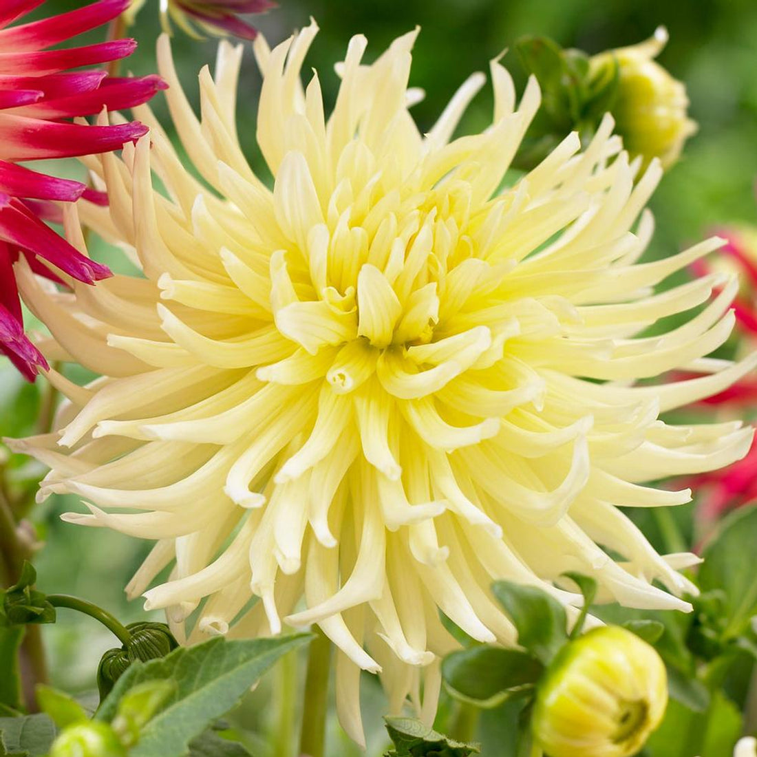 Dahlia Cactus &