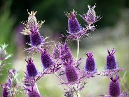 Eryngium Leavenworth II (Sea Holly) Flower Seeds