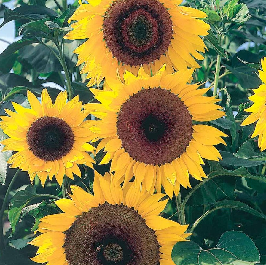 Sunflower Full Sun F1 Flower Seeds