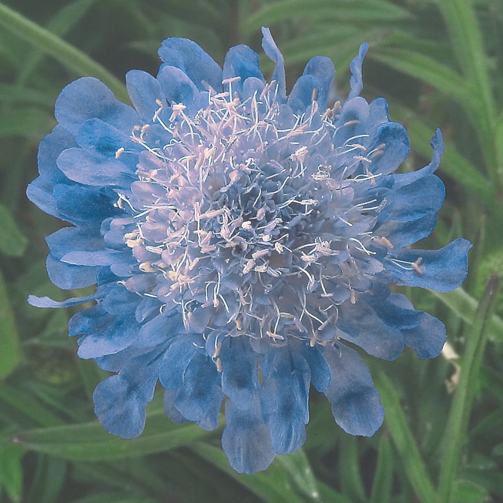 Scabious Perfection Blue Flower Seeds