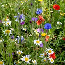 Wild Flowers Garden Easy Annuals Flower Seeds