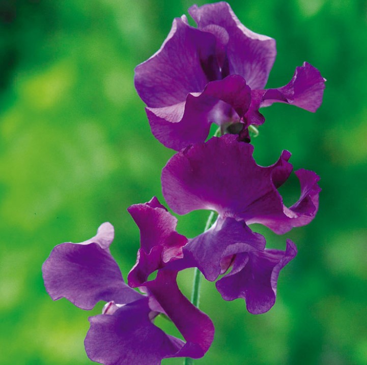Sweet Pea Fragrant Skies Flower Seeds