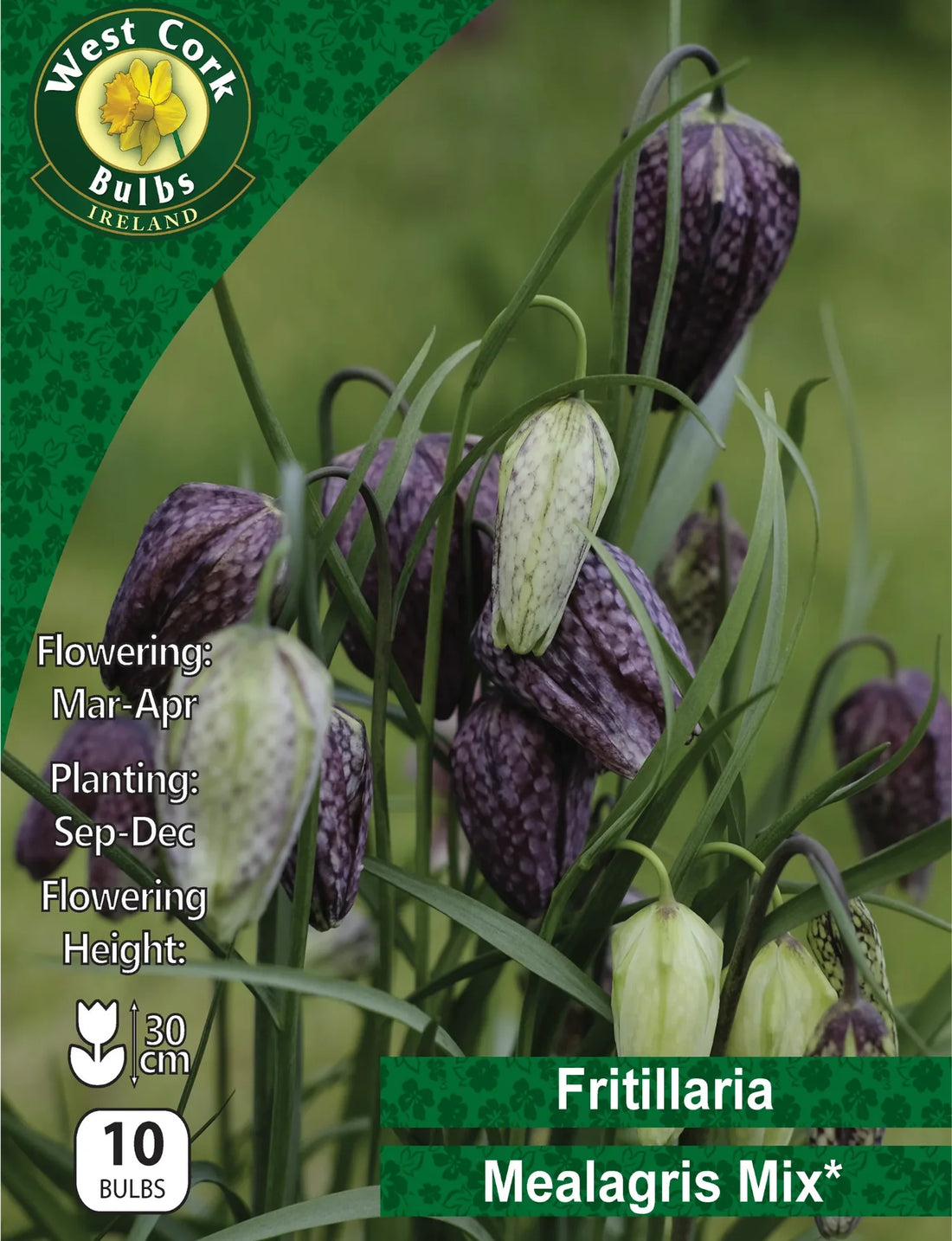 Fritallaria Mealagris Mixed Varieties - 50 Bulbs