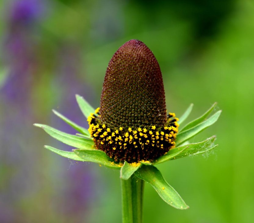 Rudbeckia Occidentalis Green Wizard Flower Seeds