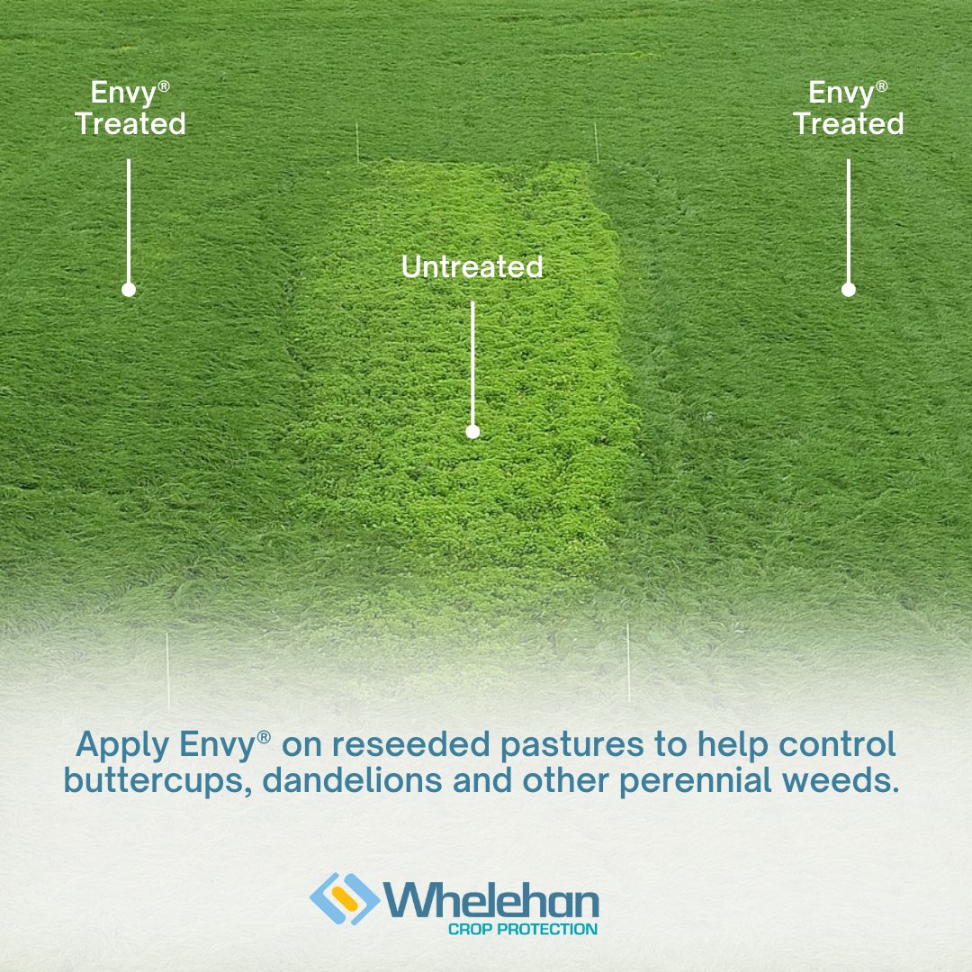 Envy 3L