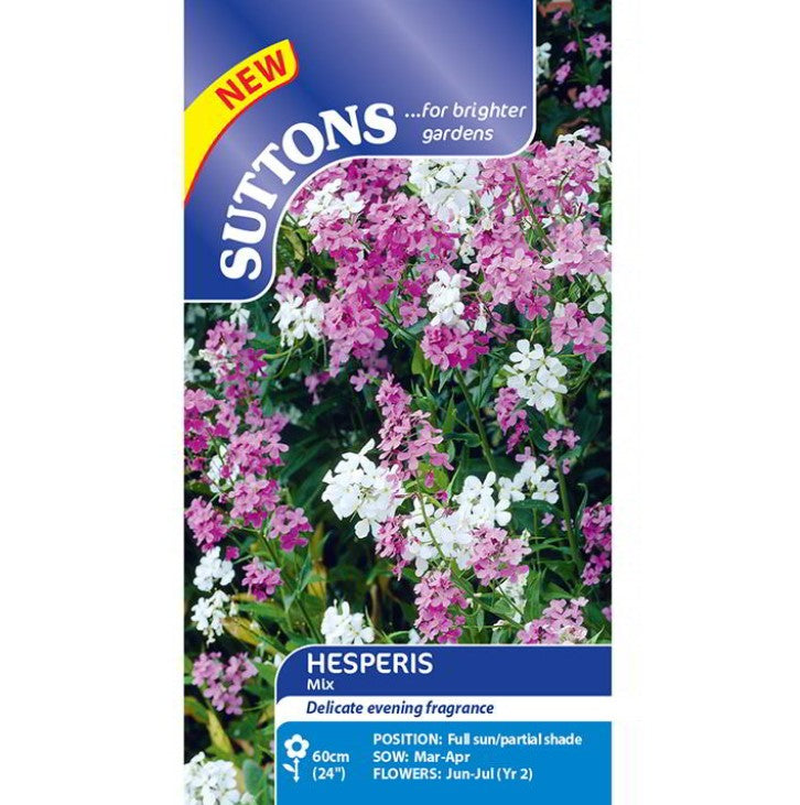 Hesperis Flower Seeds