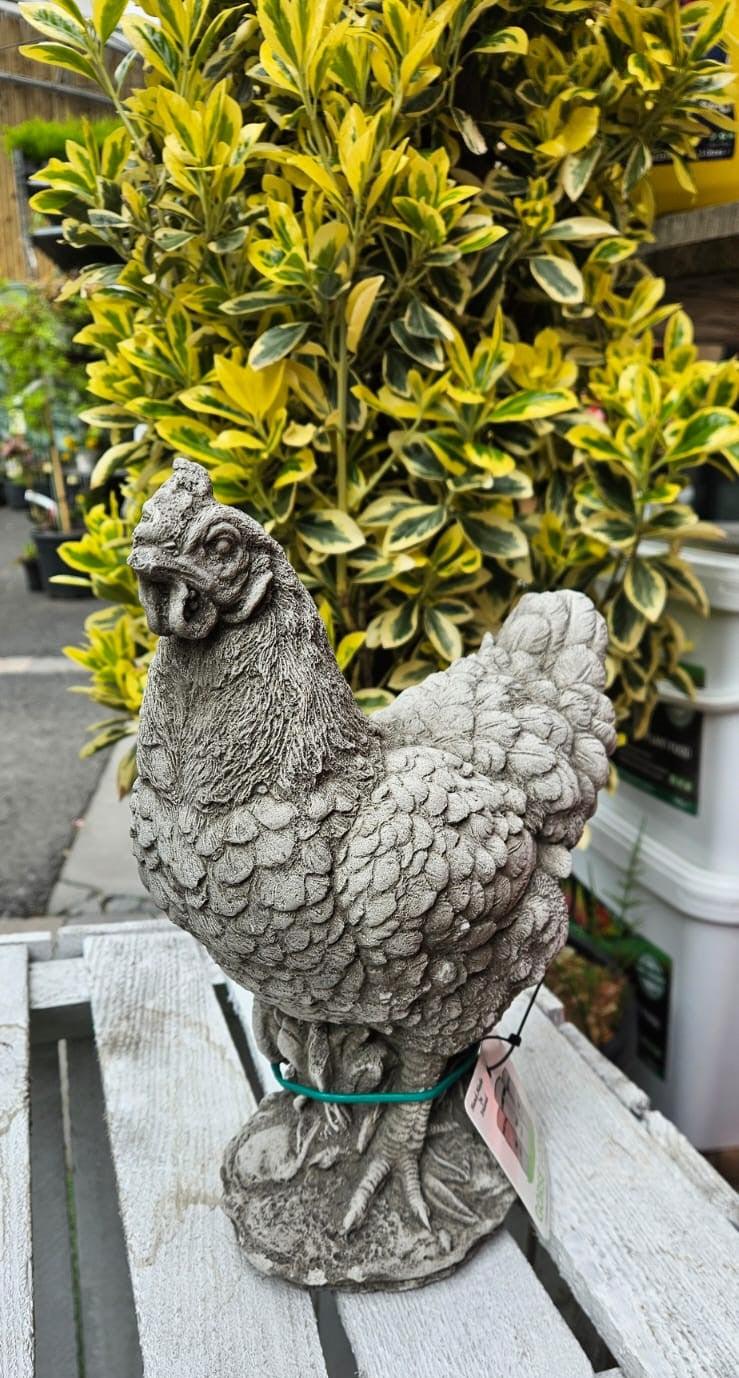 Chicken BR Concrete Garden Ornament - 28cm