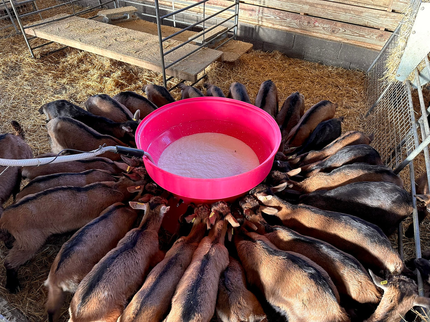 Milkbar Lamb/Kid 30 Teat Round Feeder – homeland-ie