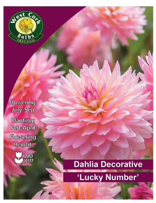 Dahlia Decorative Lucky Number