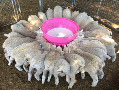 Milkbar Lamb/Kid 30 Teat Round Feeder