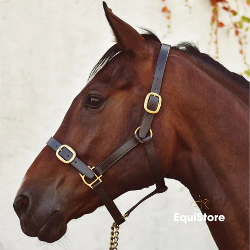 MACKEY CLASSIC LEATHER HEADCOLLAR FOAL BROWN