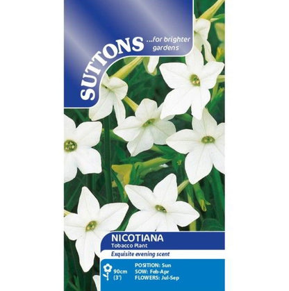 Nicotiana (Tobacco) Flower Seeds