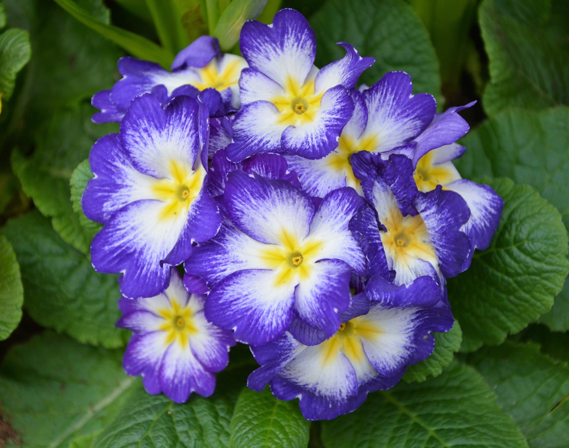 Primroses – homeland-ie
