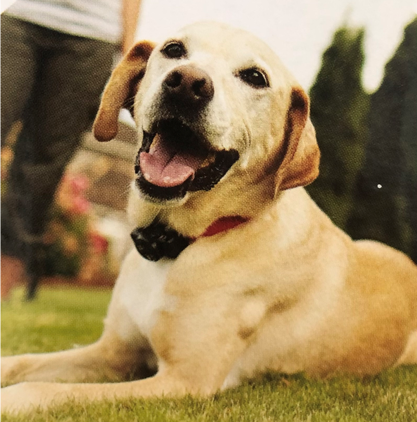 Petsafe Dog Control Perimeter System Large Dog
