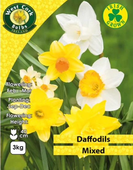 Mixed Daffodils 3kg