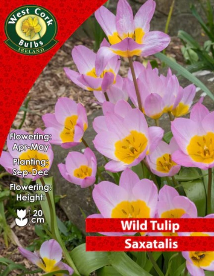 Wild Tulip Saxatalis 35 Bulbs