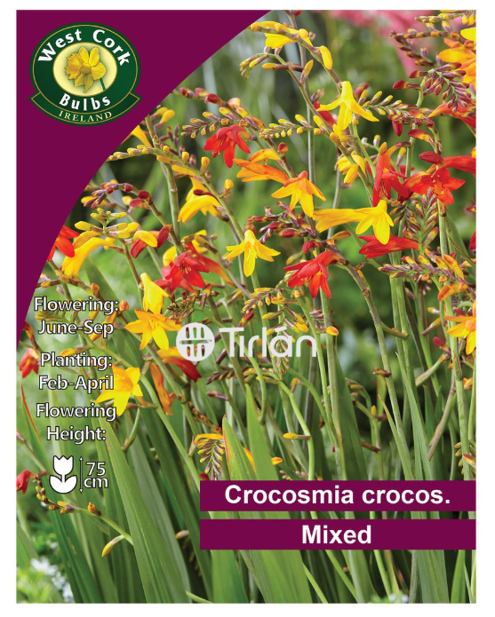 10 x Crocosmia Large Flowering Mixed