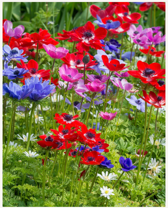 20 x Anemone de Caen Mixed Prepack