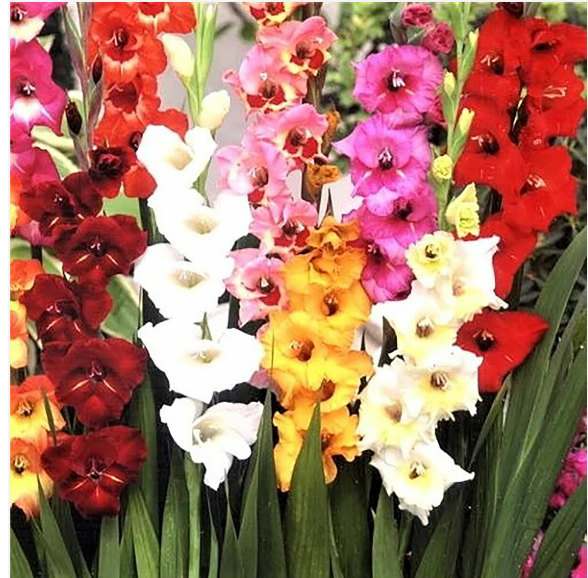 10 x Gladioli Dwarf mixed varieties