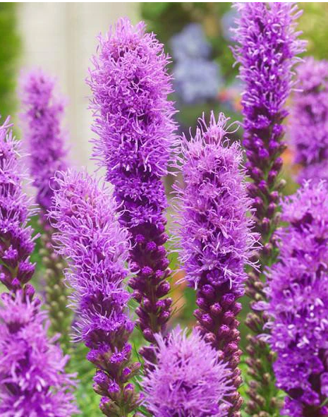 10 x Liatris spicata Blue