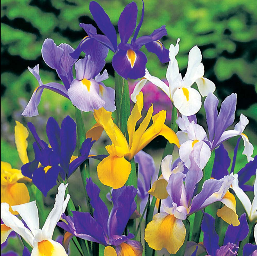 20 x Iris hollandica mixed Prepack